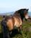 188 Hingsten Passer Paa Sit Harem Exmoor Ponyer Sumerset England Anne Vibeke Rejser PICT0417