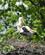 288 Natuligvis Holder Storken Til Her Nitaure Letland Anne Vibeke Rejser DSC00622