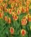 606 Mange Forskellige Tulipansorter Keukenhof Lisse Holland Anne Vibeke Rejser IMG 1126