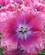 610 Flossede Tulipaner Keukenhof Lisse Holland Anne Vibeke Rejser IMG 1186
