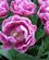 614 Dobbelte Tulipaner Keukenhof Lisse Holland Anne Vibeke Rejser IMG 1188