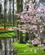 618 Foraarsblomstrende Trae Keukenhof Lisse Holland Anne Vibeke Rejser IMG 1200