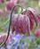 650 Ogsaa Andre Foraarsblomster Som Vibeaeg Kan Ses I Keukenhof Lisse Holland Anne Vibeke Rejser IMG 1109