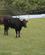 901 Tyr Med Gevaldige Horn Manade Saint Louis Camargue Frankrig Anne Vibeke Rejser IMG 8407