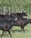 903 Flok Med Enkelte Tyre Manade Saint Louis Camargue Frankrig Anne Vibeke Rejser IMG 8412