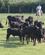 904 Udskillelse Af Tyre Manade Saint Louis Camargue Frankrig Anne Vibeke Rejser IMG 8417