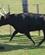905 Tyr Med Temperament Er I Hoej Kurs Manade Saint Louis Camargue Frankrig Anne Vibeke Rejser IMG 8423
