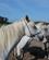 908 Manade Saint Louis Benytter De Hvide Camargue Heste Manade Saint Louis Camargue Frankrig Anne Vibeke Rejser IMG 8425