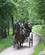 312 Nogle Tager En Drosche Killarney Nationsalpark Irland Anne Vibeke Rejser IMG 1753