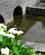 518 Kalablomst Ved River Maigue Adare Irland Anne Vibeke Rejser IMG 1868