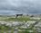 800 Poulnabrone Dolmen I The Burren National Park Irland Anne Vibeke Rejser IMG 1968
