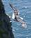 844 Mallemuk Cliffs Of Moher Liscannor Irland Anne Vibeke Rejser DSC00022
