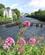 210 River Corrib Set Fra Salmon Weir Bridge Galway Irland Anne Vibeke Rejser IMG 8214