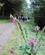200 I Skoven Ved Drumgoff Wicklow Way Irland Anne Vibeke Rejser IMG 0916