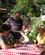 620 Det En Strenget Instrument Gusla Demonstreres Ribnjaci Budva Montenegro Anne Vibeke Rejser IMG 4206