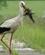 602 Stork Med Redemateriale Masuriske Soeer Polen Anne Vibeke Rejser DSC00875