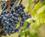 Italien Toscana Vinmarker Anne Vibeke Rejser Mv 2015 Foto Rasmus Schoenning 7