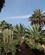671 Planter Fra Forskellige Verdensdele Jardin De La Majorelle Marrakech Marokko Anne Vibeke Rejser IMG 9429