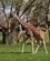 201 Giraffer Paa Savannen I Dvur Kralove Zoo Tjekkiet Anne Vibeke Rejser DSC09098