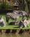 202 Zebraer Dvur Kralove Zoo Tjekkiet Anne Vibeke Rejser DSC09100