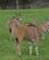 205 Eland Antiloper Dvur Kralove Zoo Tjekkiet Anne Vibeke Rejser DSC09123