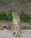 206 Gepard Dvur Kralove Zoo Tjekkiet Anne Vibeke Rejser DSC09119