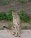206 Gepard Dvur Kralove Zoo Tjekkiet Anne Vibeke Rejser DSC09119
