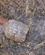 412 Skildpadde Gomeda Dalen Kappadokien Tyrkiet Anne Vibeke Rejser PICT0139