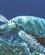 430 Caretta Havskildpadden Som Laegger Sine Aeg Paa Iztuzu Stranden Dalyan Floden Tyrkiet Anne Vibeke Rejser IMG 4631