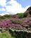 426 Et Vaeld Af Rododendron Breddgelert Wales Anne Vibeke Rejser PICT0123
