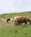 711 Halvvilde Heste Abercastle Pembrokeshire Coast Wales Anne Vibeke Rejser PICT0189