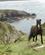 712 Hestene Er Ude Hele Aaret Og Klarer Sig Selv Pembrokeshire Coast Wales Anne Vibeke Rejser PICT0190