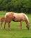 810 Et Af Aarets Foel Sacamores Ranch I Llawhaden Wales Anne Vibeke Rejser PICT0014