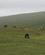 1308 Vildtlevende Heste Craig Cerrig Gleisiad Brecon Beacon Wales Anne Vibeke Rejser PICT0328