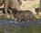2100 Lille Elefant I Cobe National Park Botawana Anne Vibeke Rejser DSC02056