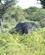 2104 En Anden Elefant Dukker Frem Og Braser Gennem Hegnet Botswana Anne Vibeke Rejser DSC02023