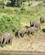 2122 Elefanter Skal Ned At Drikke Og Bade Chobe N. P. Botswana Anne Vibeke Rejser DSC02039