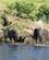 2124 Elefanterne Nyder Vandet Chobe N. P. Botswana Anne Vibeke Rejser DSC02048