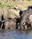 2126 Der Passes Paa De Smaa Elefanter Chobe N. P. Botswana Anne Vibeke Rejser DSC02049