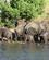 2128 Elefanterne Traekker Sig Tilbage Til Bushen Chobe N. P. Botswana Anne Vibeke Rejser DSC02053