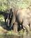 2129 En Lille Elefant Taet Paa Moderen Chobe N. P. Botswana Anne Vibeke Rejser DSC02054