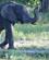 2130 Brunstig Elefant Vil Over Chobe Floden Chobe N. P. Botswana Anne Vibeke Rejser DSC02058