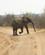 103 Safariens Foerste Elefant I Chobe National Park Botswana Anne Vibeke Rejser DSC06948