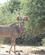 105 Kudo Med De Flotte Snoede Horn Chobe N. P. Botswana Anne Vibeke Rejser DSC06975