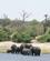 220 Elefanter Ved Chobe Floden Chobe N. P. Botswana Anne Vibeke Rejser DSC07166