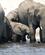 222 Toersten Slukkes Inden Elefanterne Svoemmer Over Chobe Floden Chobe N. P. Botswana Anne Vibeke Rejser DSC07161