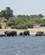 234 Elefanterne Vil Over Floden Til Graesoeerne Chobe N. P. Botswana Anne Vibeke Rejser DSC07167