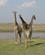 257 Giraffer Chobe N. P. Botswana Anne Vibeke Rejser IMG 6367