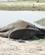 258 Doed Elefant Chobe N. P. Botswana Anne Vibeke Rejser DSC07229