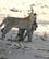 321 Leoparden Flytter Sit Bytte En Bavian Chobe N. P. Botswana Anne Vibeke Rejser DSC07310